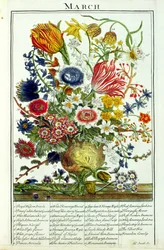 Marzec, z „The Flower Garden Displayed” autorstwa Roberta Furbera (ok. 1674-1756), rytował James Smith, opublikowano w 1732